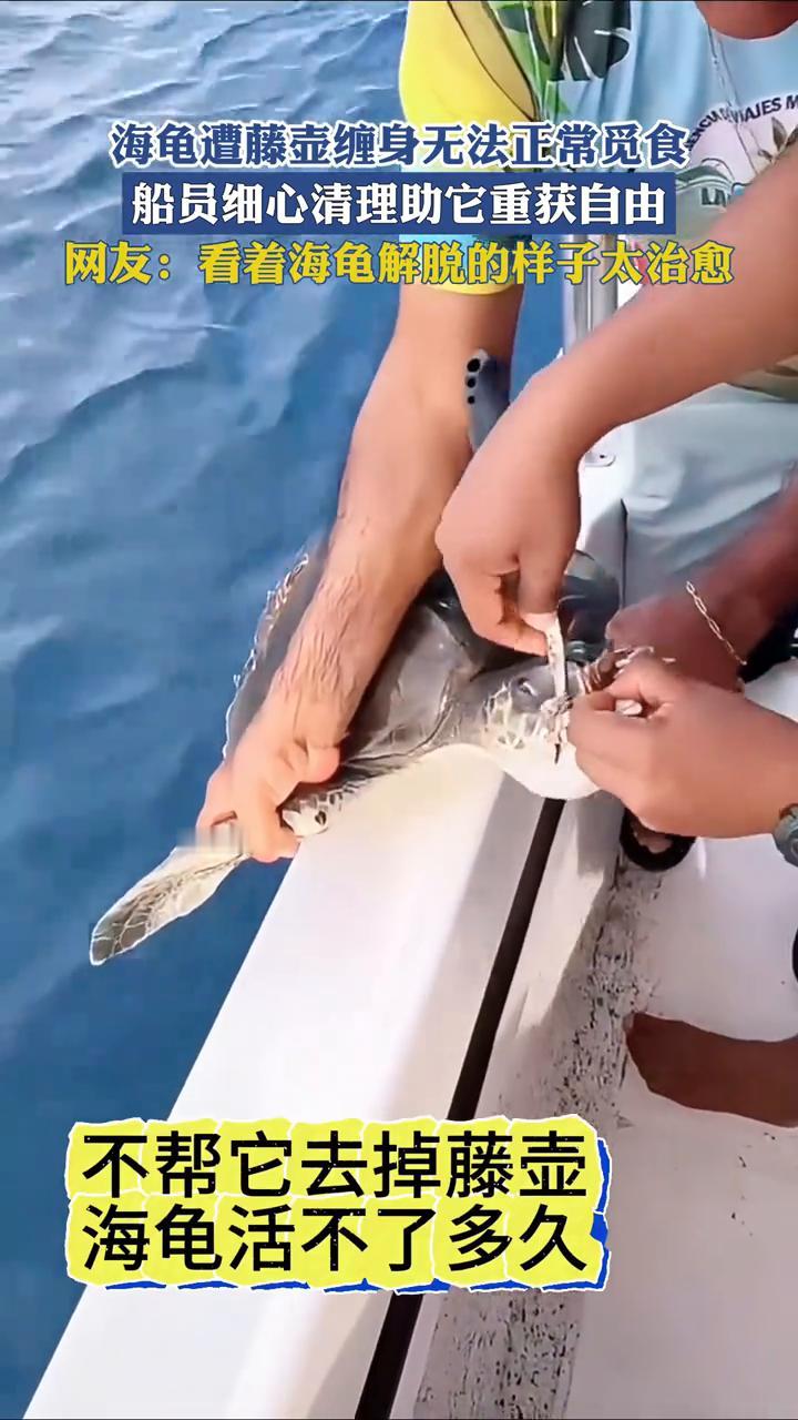 海龟遭藤壶缠身无法正常觅食，船员细心清理助它重获自由。
网友：看着海龟解脱的样子