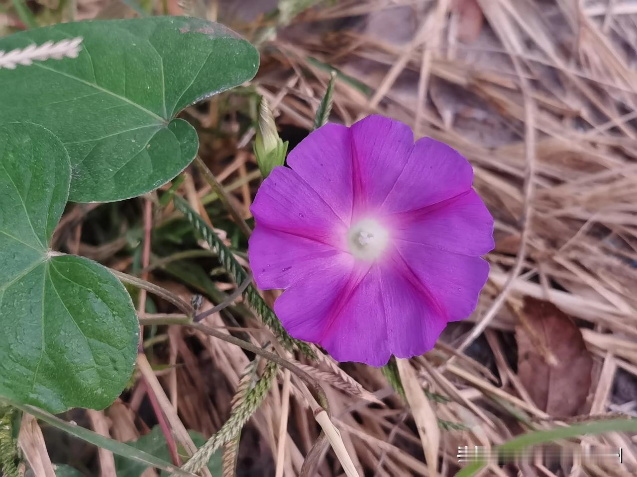 #分享你手机中的花花草草#