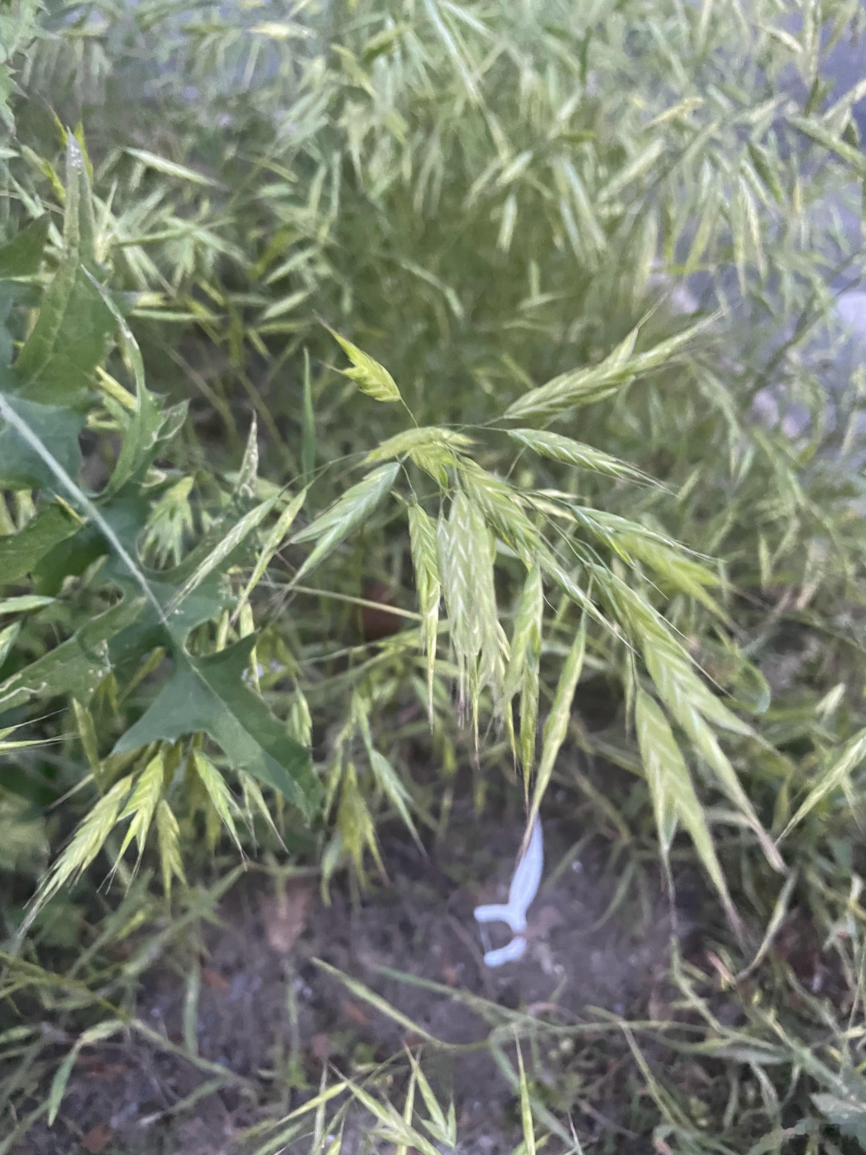 等红绿灯一低头发现绿化带长了好大一片燕麦一样的玩意，但是我这会儿看图好像又不是，