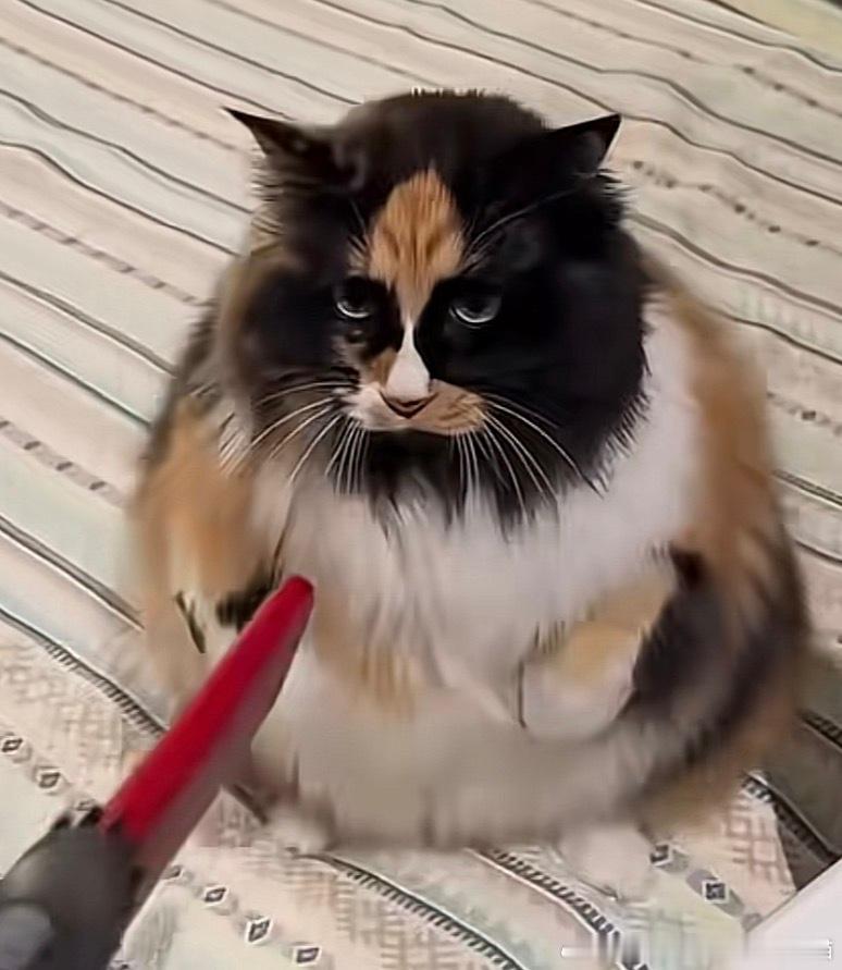 50557【丑猫】此为何物 