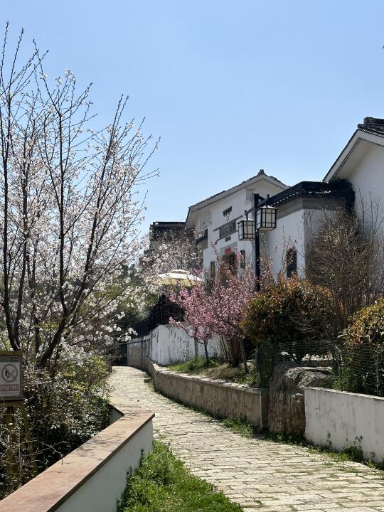 南京踏春🍃逛完不老村记住这个位置！！！！
