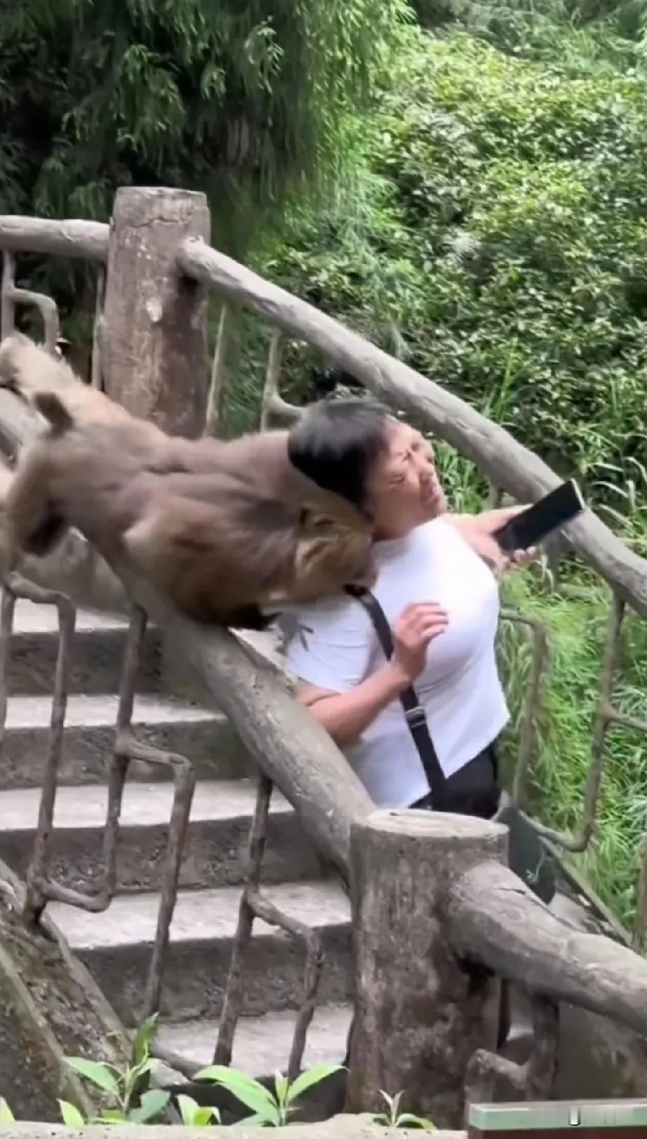 万万想不到，猴子竟然抢游客的包，还攻击游客
难道游客就没有责任吗？
随着人民生活