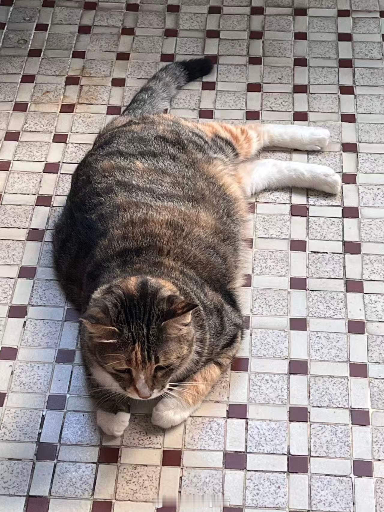 垃圾条 