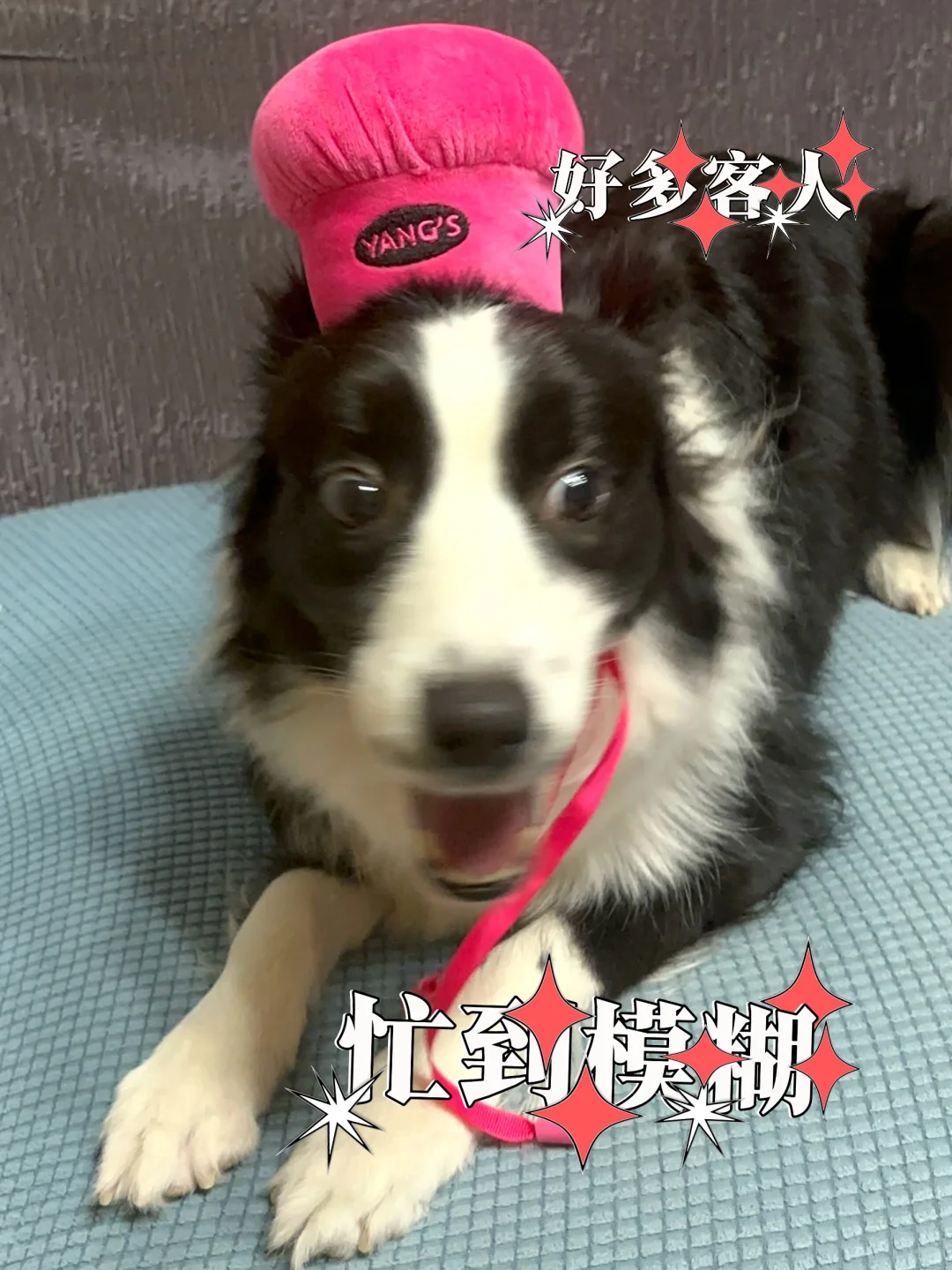 小狗的一日厨房体验