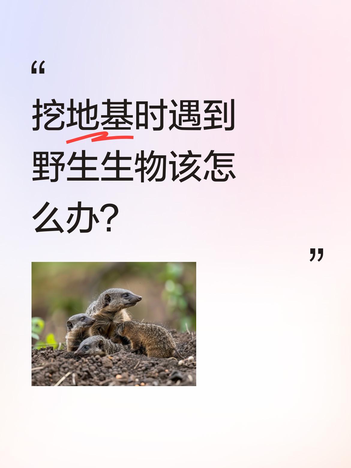 挖地基时遇到野生生物该怎么办？
有网友分享自家新房挖地基时，意外发现了野生生物。