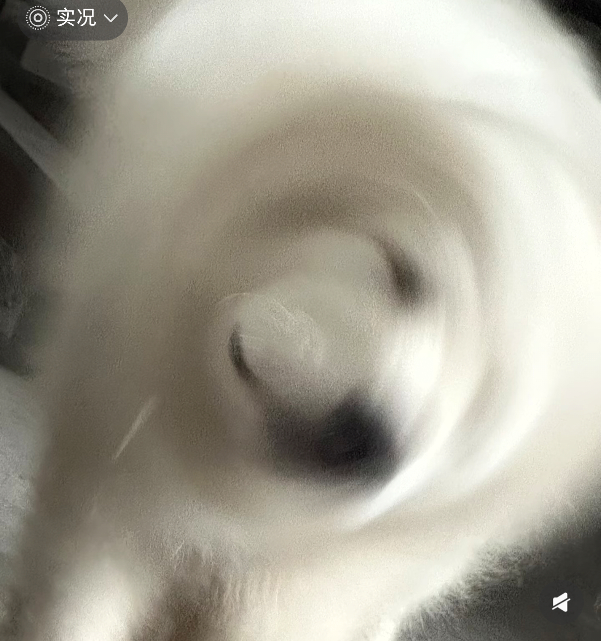 苹果实况你要毁了小猫总是定格在最丑的那一张，iPhone是实况有点邪门