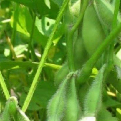 微公益种植🌱 阳台种豆记｜从豆子到豆香，小白也能种姐妹们！你们敢信吗？！我在自