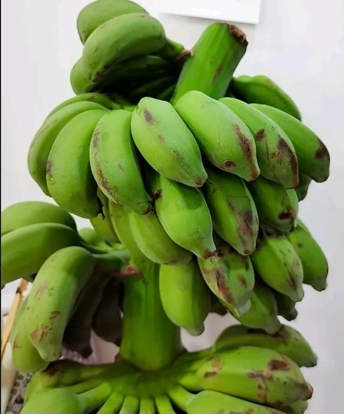 ‌香蕉的美味与健康益处‌：香蕉不仅味道甜美，还具有多种健康益处。它富含钾、维生素