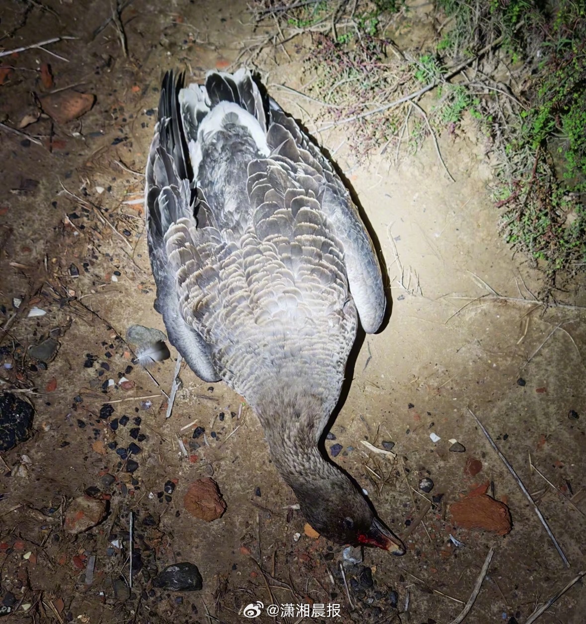 【#当地回应候鸟栖息地无人机撞死大雁#】#山东一候鸟栖息地大雁被无人机撞死#近日