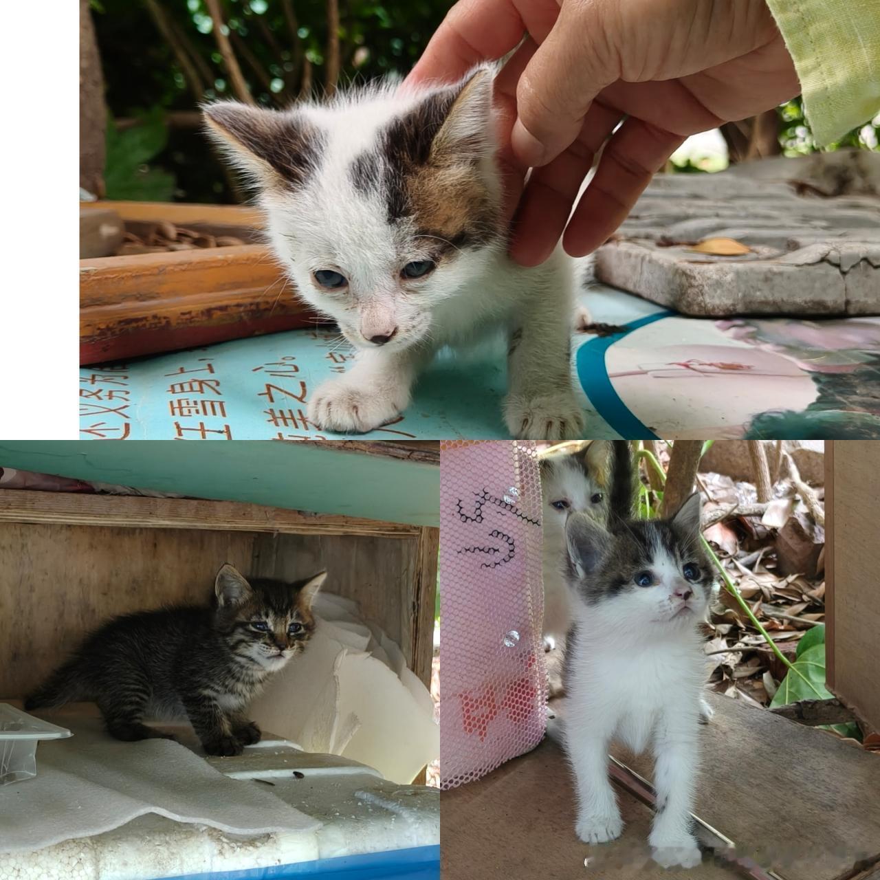 【上海领养】坐标宝山通河新村站附近，三只一个月左右幼猫找领养，仅限上海工作or本