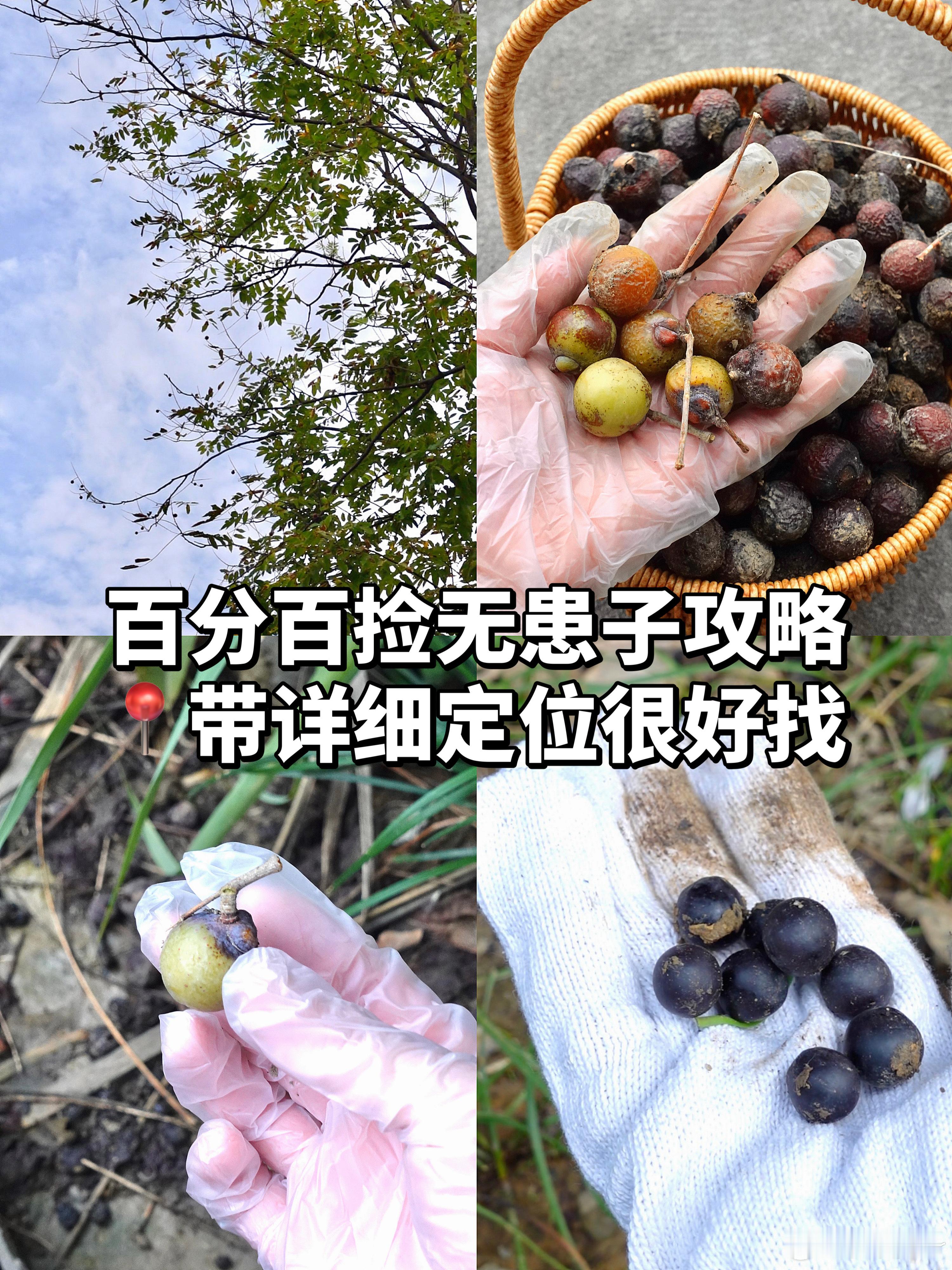 🐆阿豹的plog 91🥰又来更新我的打野日记啦！成都东安湖公园还有捡不完无患