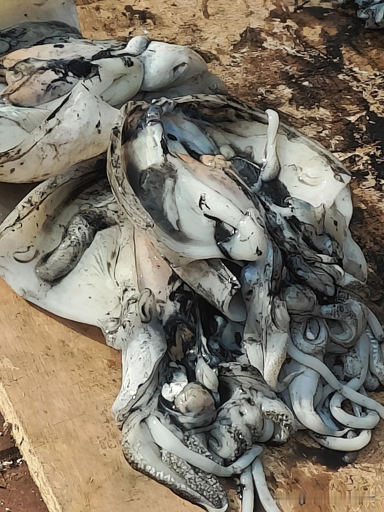 晒晒你们的海鲜这个季节都吃墨鱼