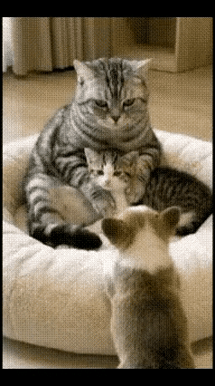 就说眼前这一幕，你泪不泪目。
猫咪妈妈抱着小奶妈，一只才到主人家的小奶狗，就看着