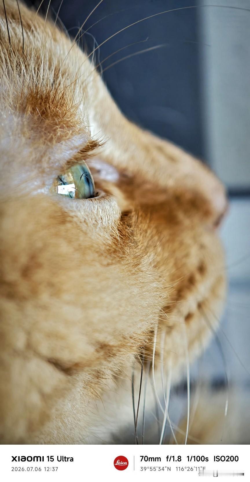 快晒出你家那只活泼的小猫咪啊我家小老虎谈不上活泼，憨厚老实，喜欢互动玩耍，但不喜