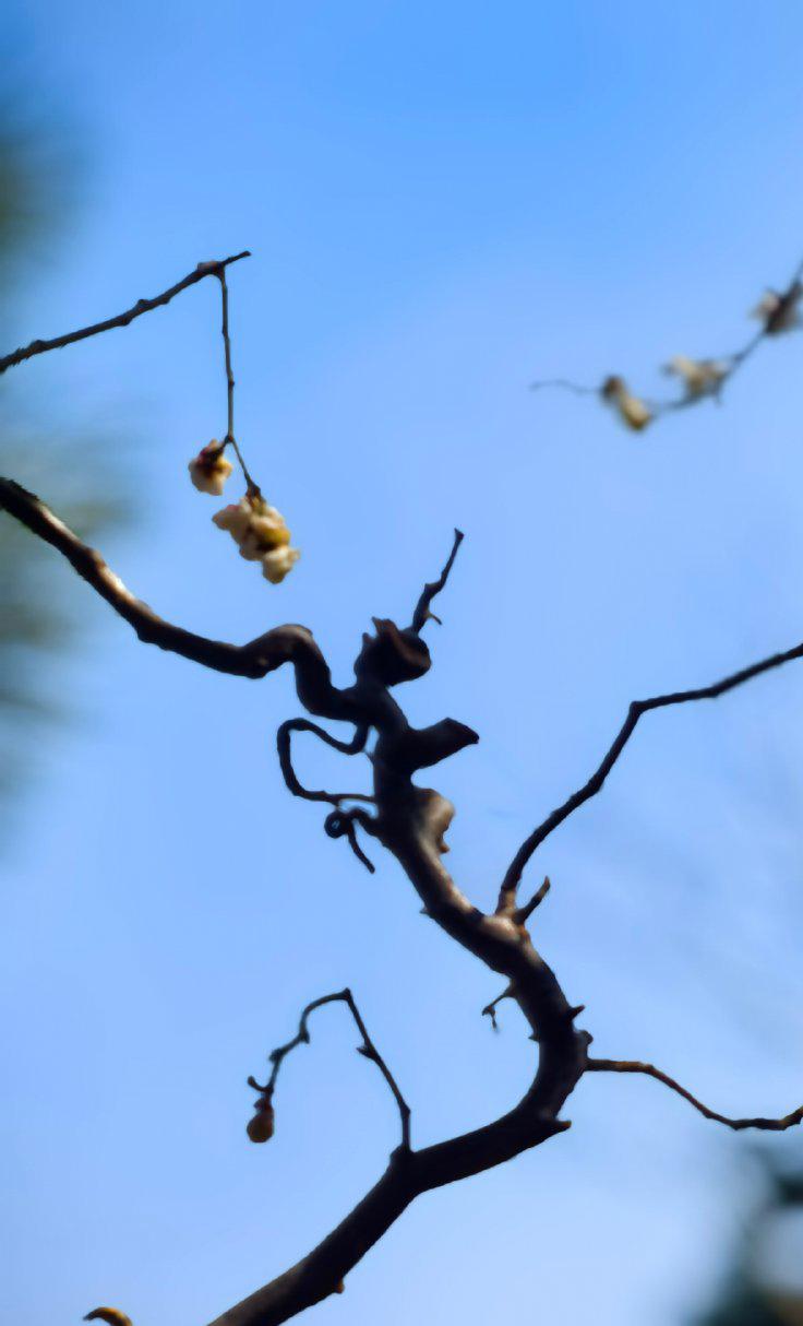京城，是每个季节都有看不完的花的。
漫步明城墙遗址公园，在梅香中拾得春色。
青砖