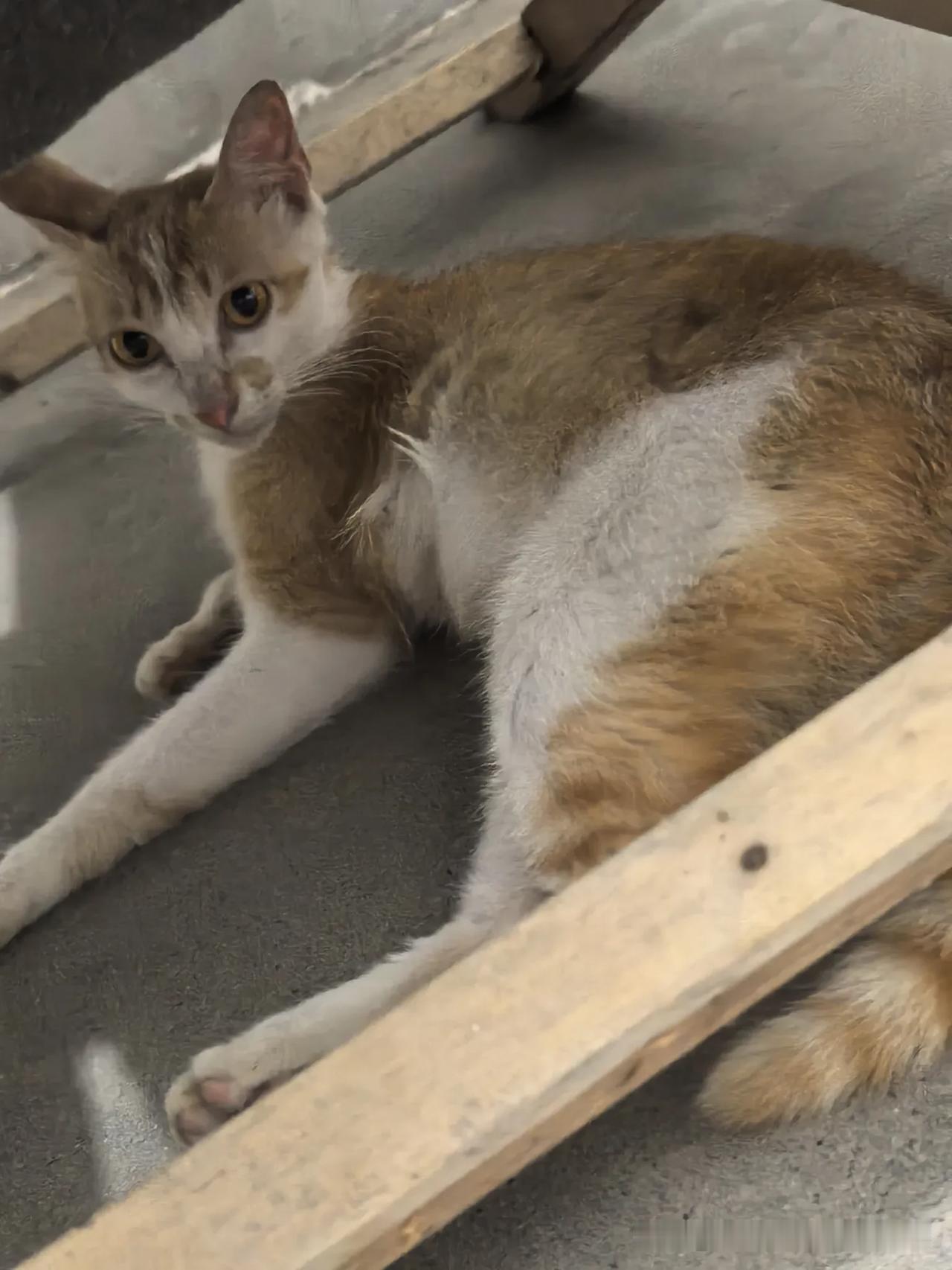 老家爸妈养的土猫，一到饭点就大喊大叫，你不理她还会故意在你的脚上蹭来蹭去。