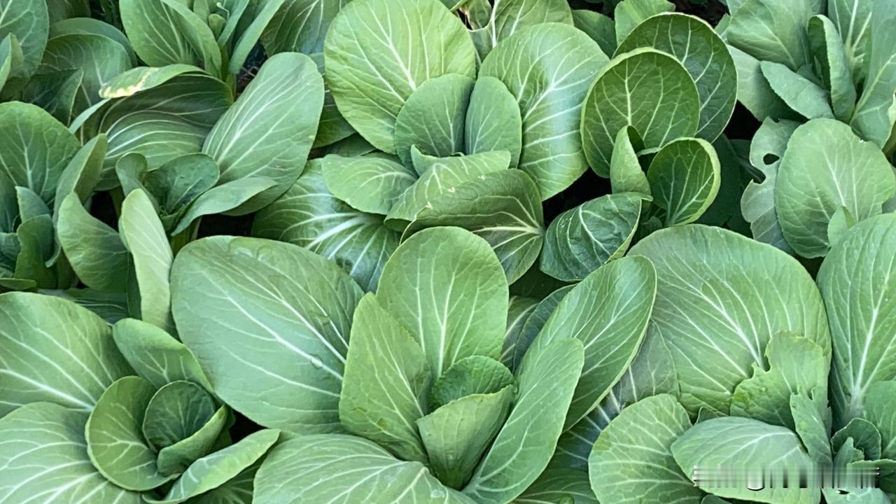 新年生活图鉴新鲜蔬菜大丰收，健康生活从这里开始！🥗🌱