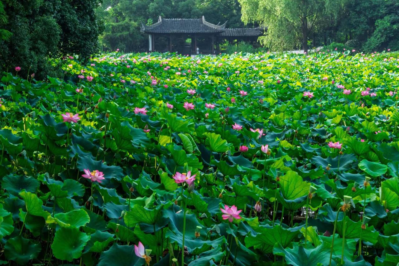 南京玄武湖。南京玄武湖原创视频 摄影 荷花 风景摄影
