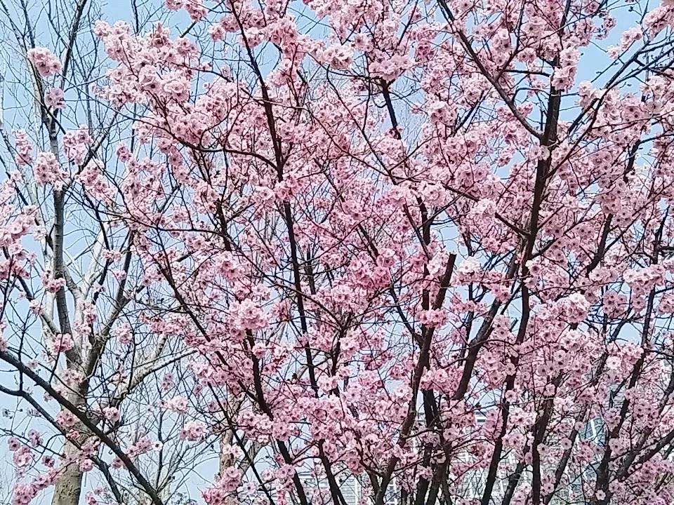 随手拍的公园花草