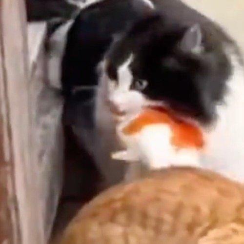 江苏园博园最近出了件新鲜事儿——两只野猫把景观池当成了“自助餐厅”，蹲在池边抓锦