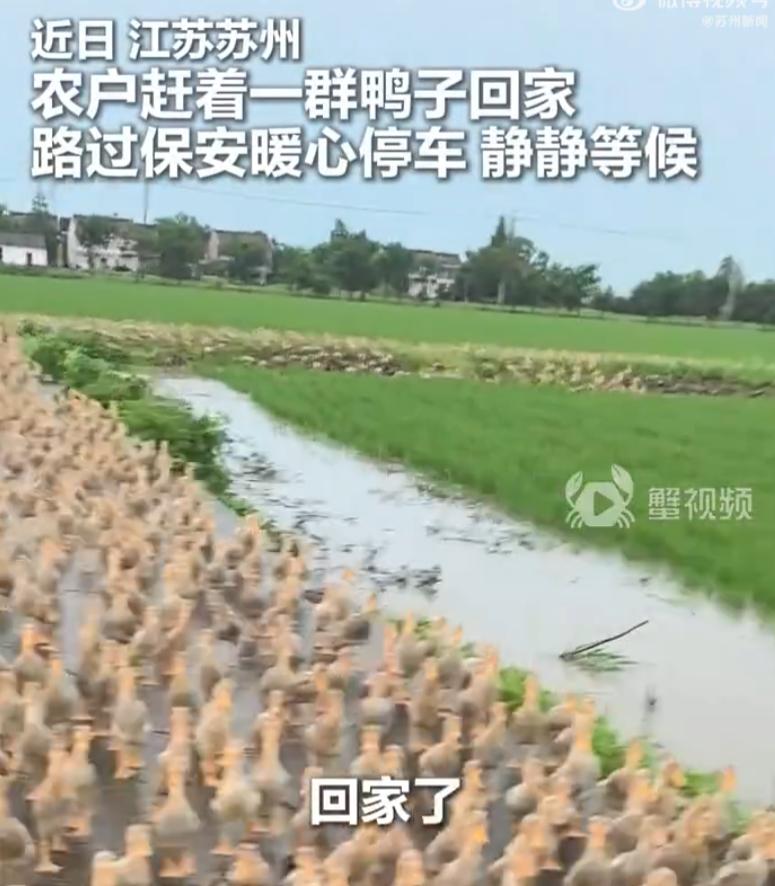 “这一幕太神奇了！”近日，江苏苏州，一位大爷赶着上千只鸭子回家。就在这时，一名骑