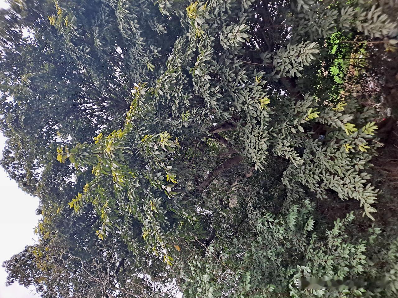 阆中沙溪张氏一脉寻根（2）
      张氏第二十世祖张旦初由于讨阀贼人有功，于