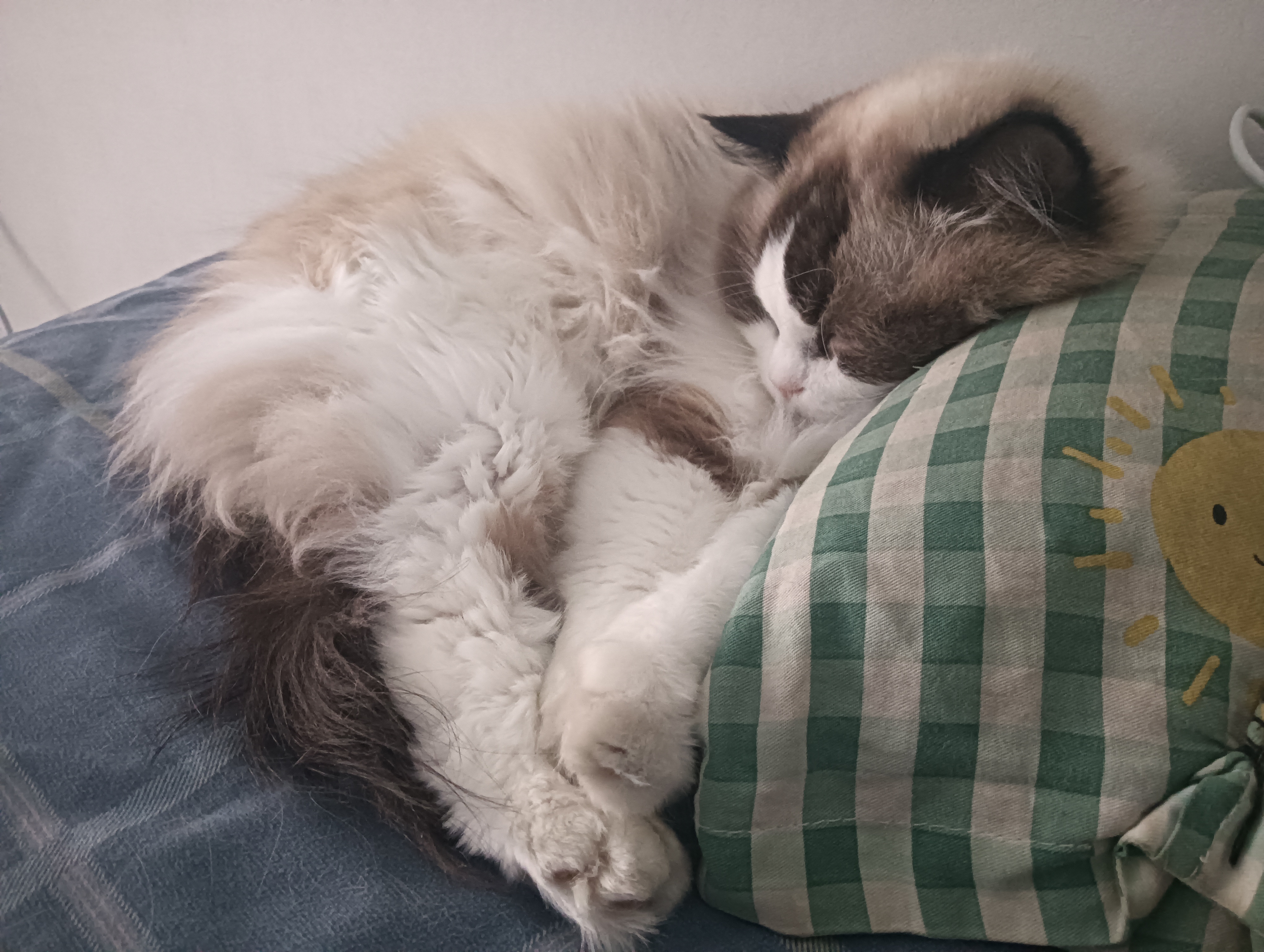 我的乖猫子 ​​​