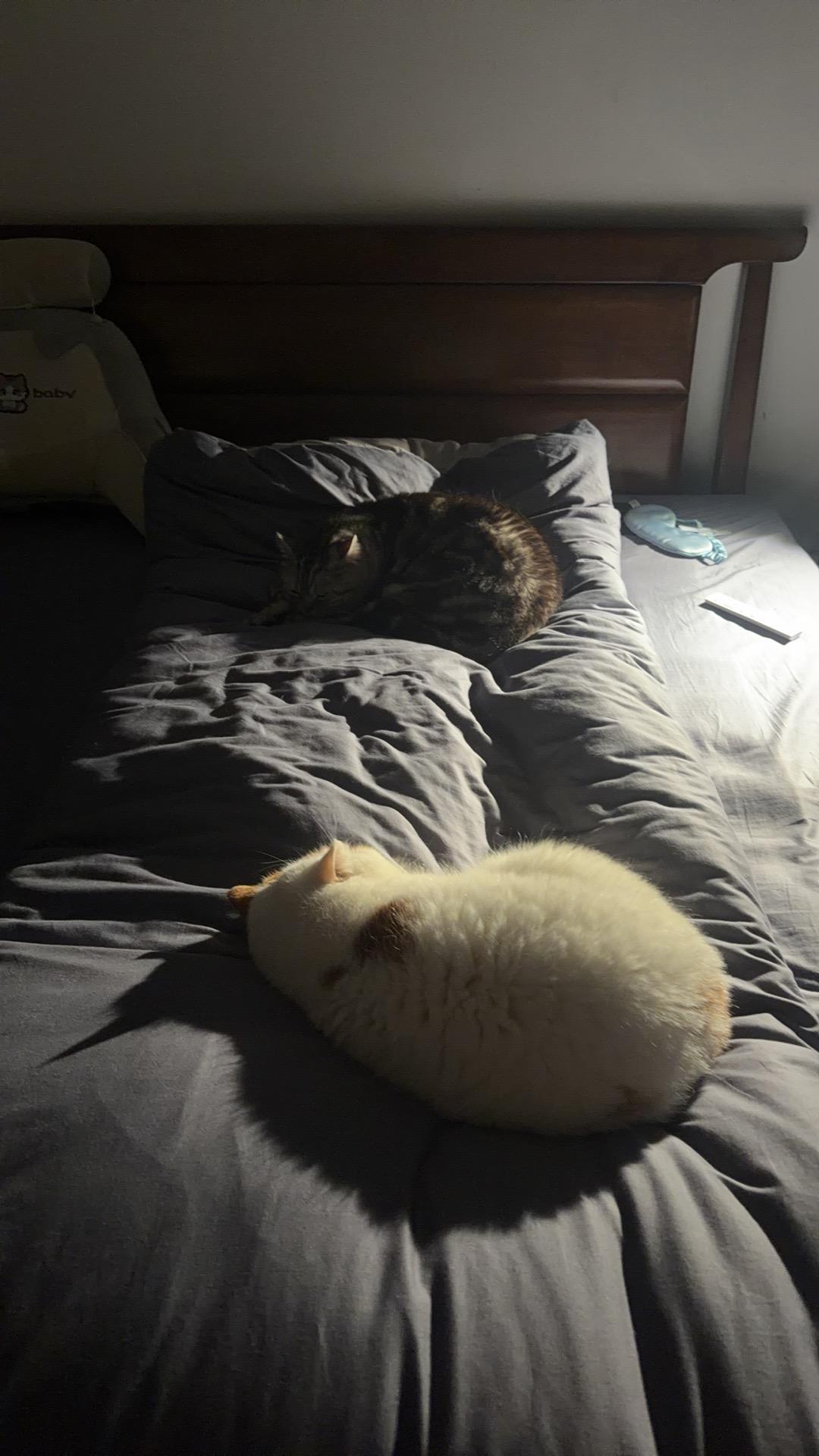 谁能把手里的猫咪照片发出来看一下我们的家毛豆毛球懒得喷