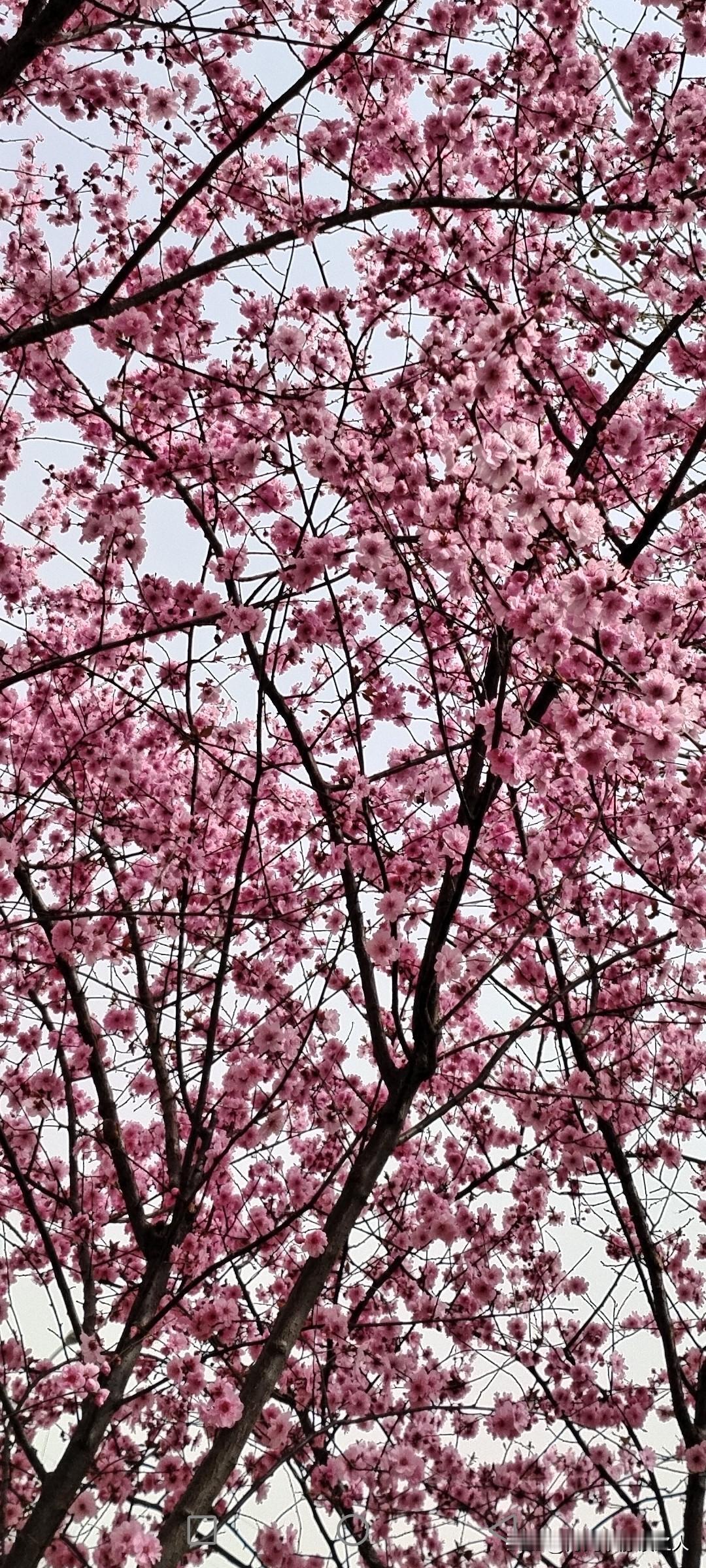 随手拍一树繁花