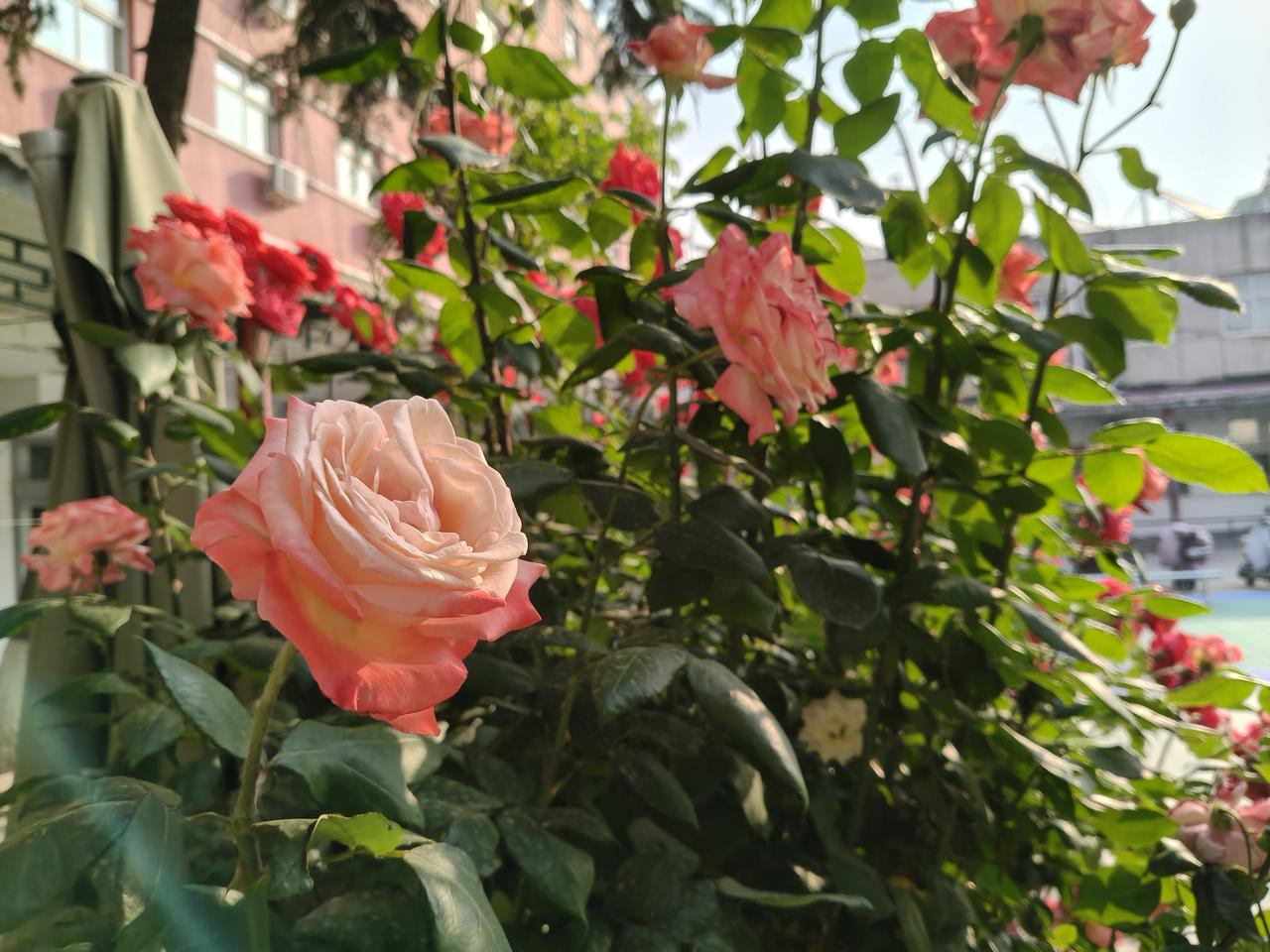 相册里的花花草草