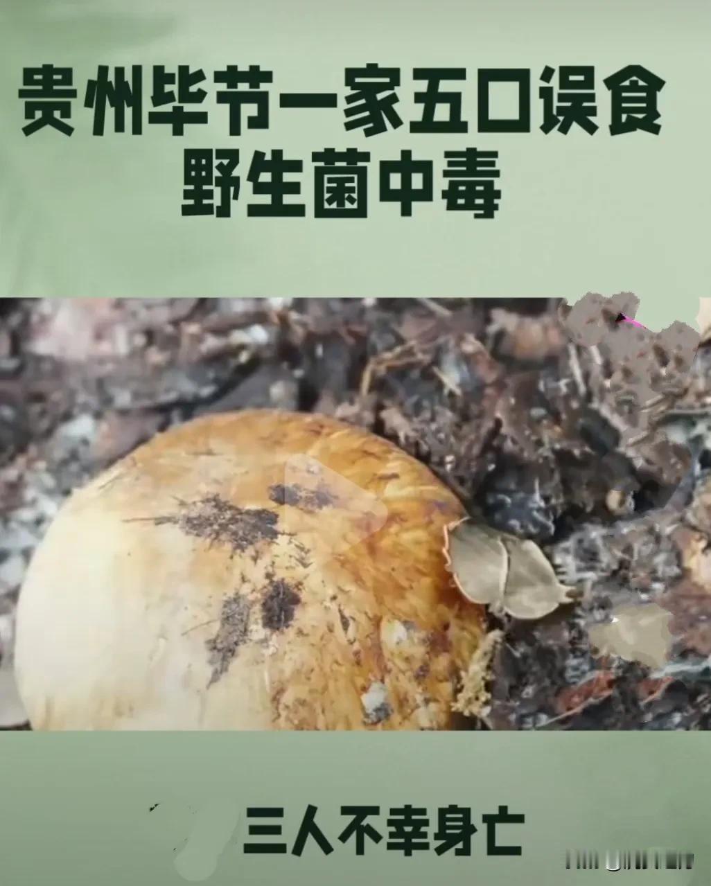 据报道，贵州毕节市七星关区亮岩镇太极村16日发生一起5人食用野生菌中毒事件，因误