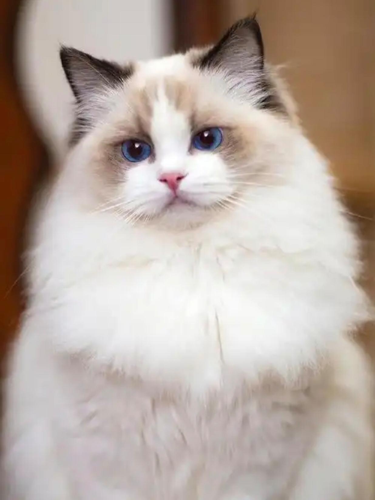 这两天在圣彼得堡参加闺蜜婚礼，刚回黑河
我闺蜜出国前就是沈阳一家宠物店的宠护
十