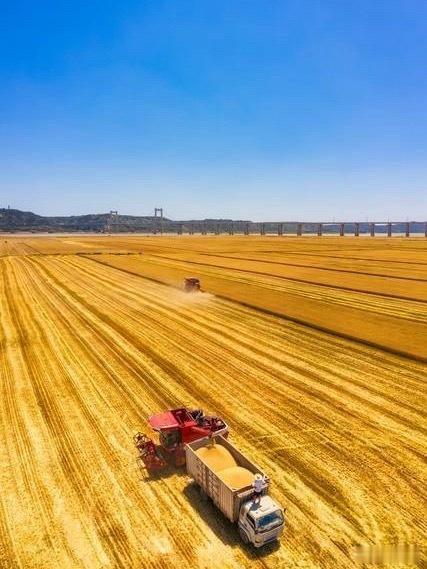 全国小麦收获进度已过8成 夏收时节，麦浪丰收一路向北！全国小麦收获进度已顺利突破