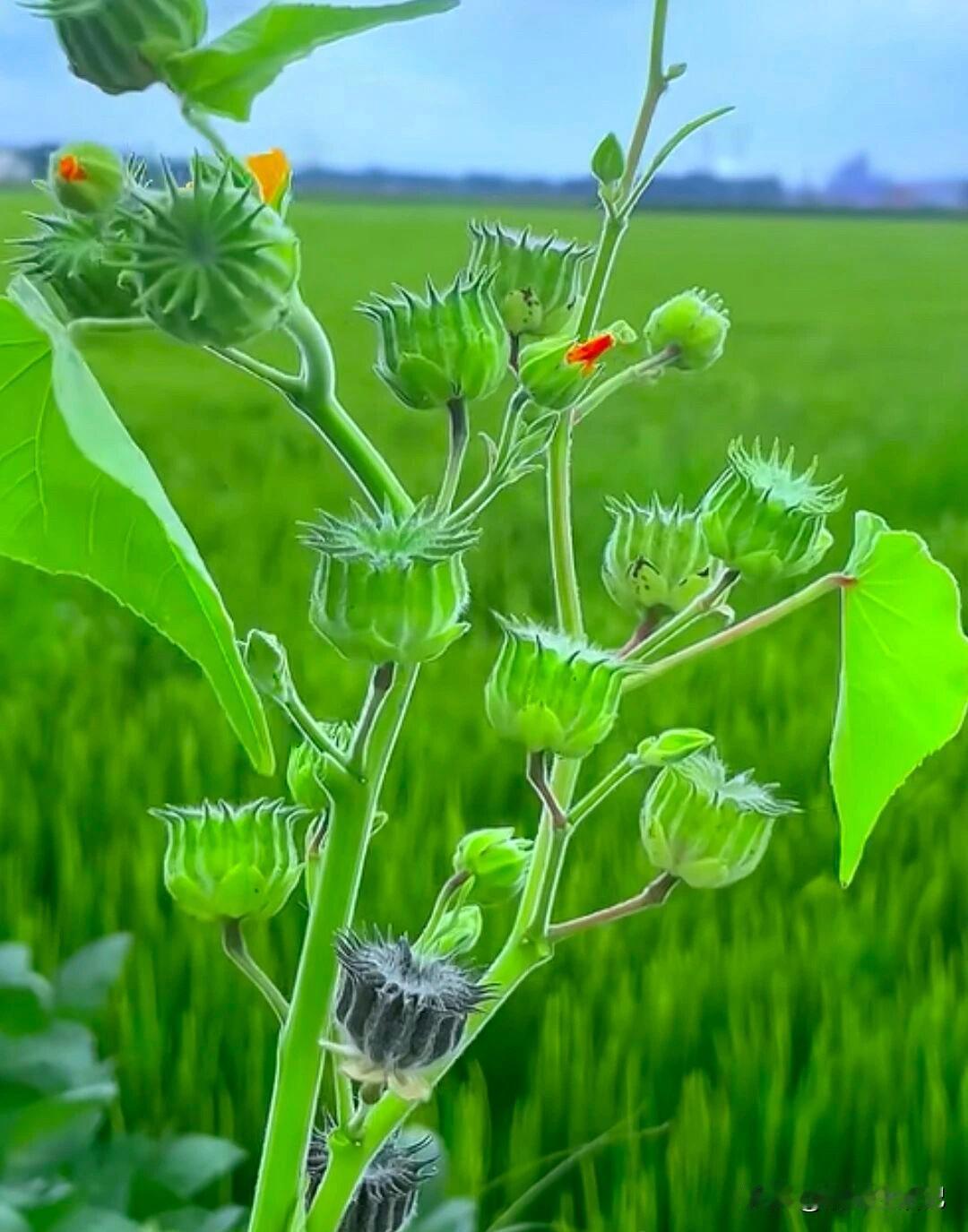 你能说出这种植物的名字吗