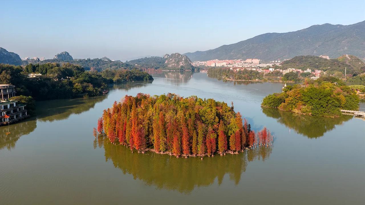 广东肇庆的冬天像油画！在‌七星岩景区北门‌，有一大片落羽杉林，树龄超60年，每年