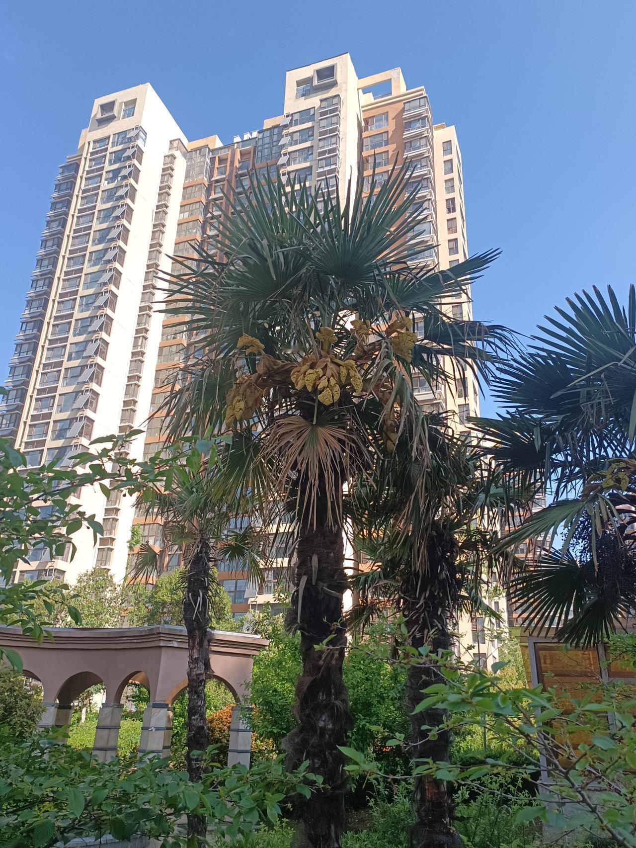 剑麻上天了

昨天去了一个不知名的小公园，发现了几株树上开着从没见过的花。远远看