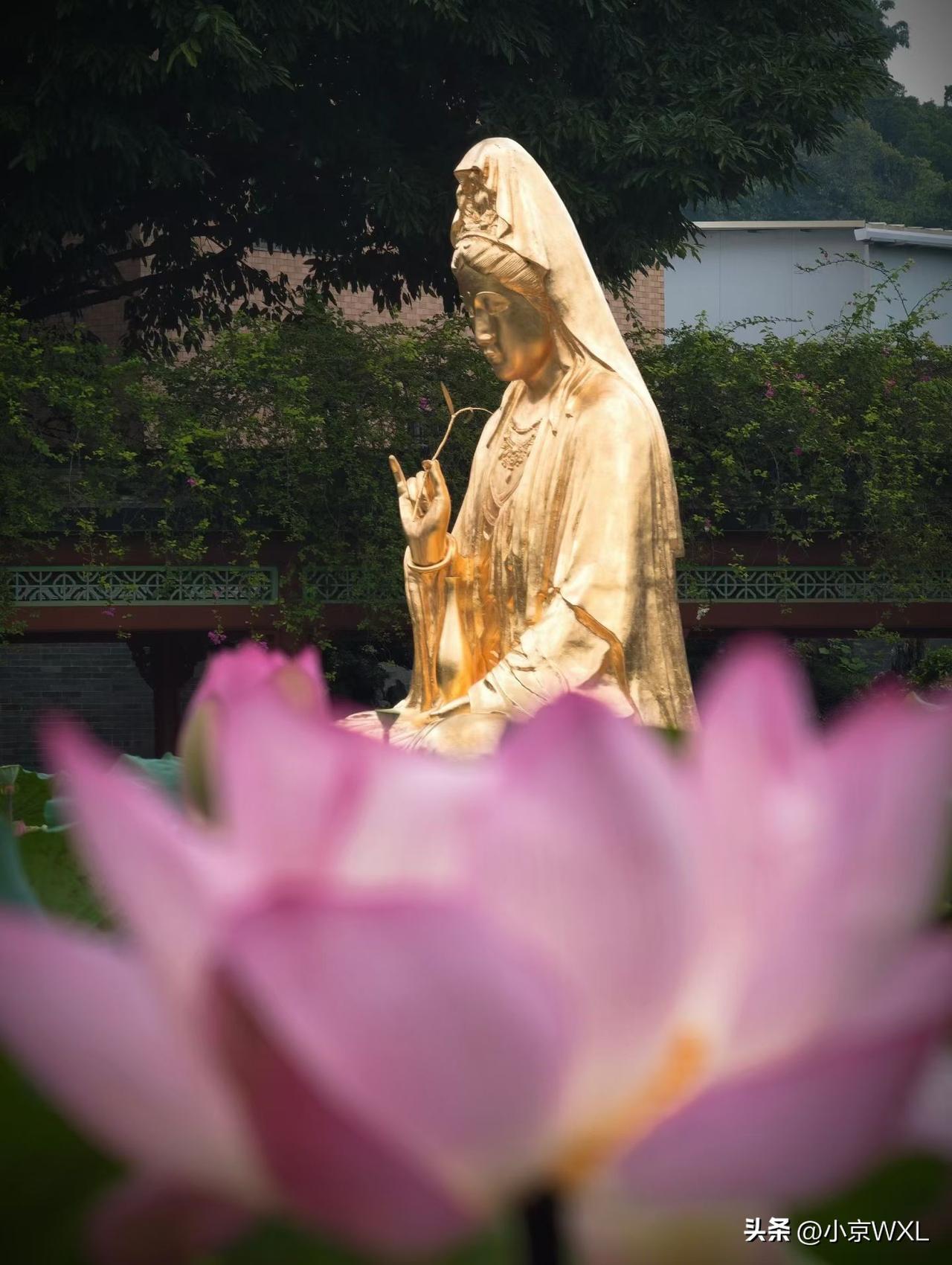 宝墨园的荷花已经是“接天莲叶无穷碧”的赏花期荷花照片
每年6月，到处寻找广州最美