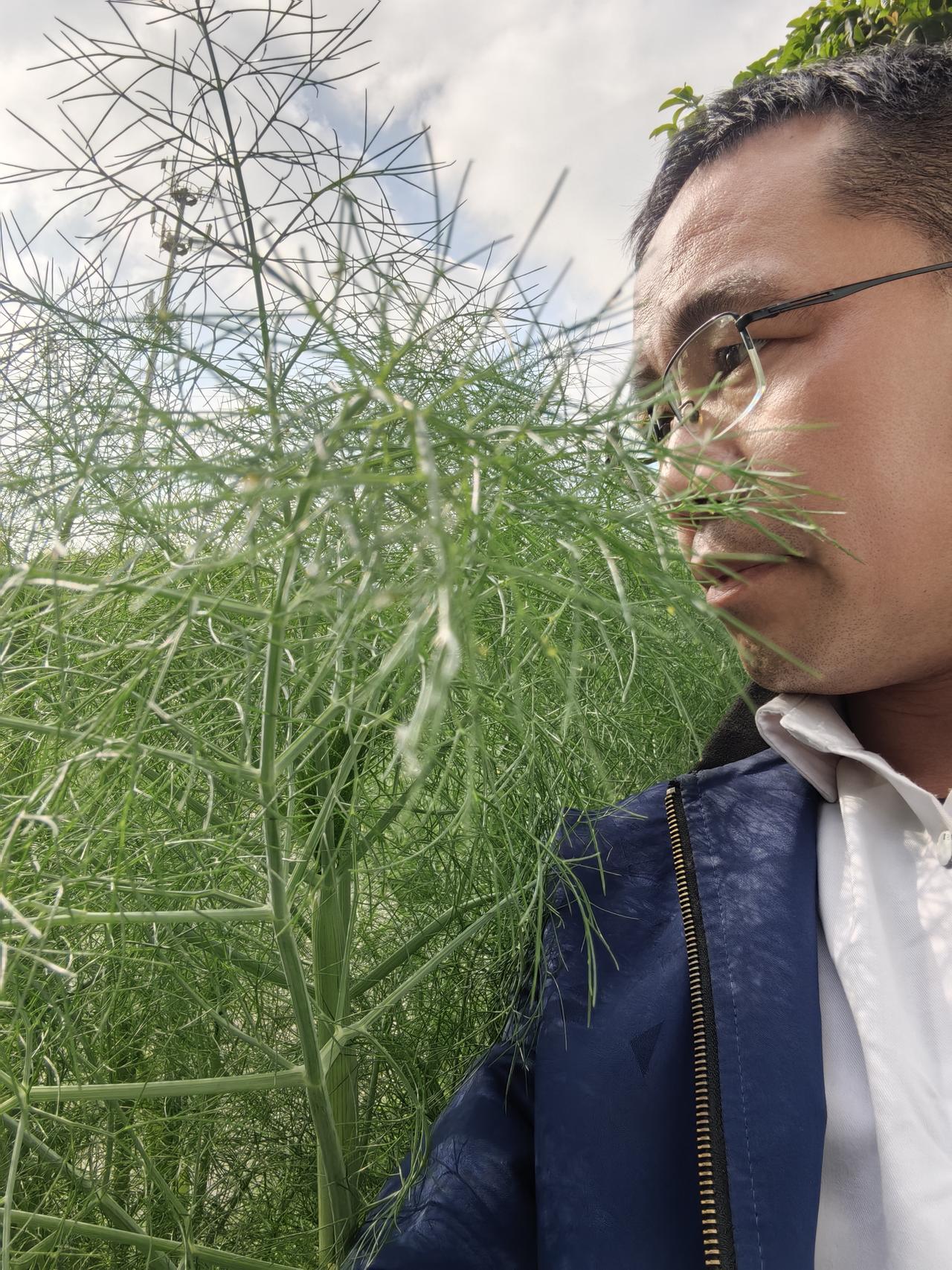茴香听说是可以炒鸡蛋，也可以作为包饺子的馅料。茴香炒鸡蛋是试过了，但是作为饺子馅