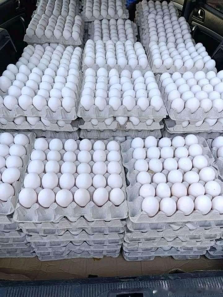 你们看到鸡蛋了吗？它是加沙的孩子们和大人们几个月来一直渴望的梦想。直到现在，占领