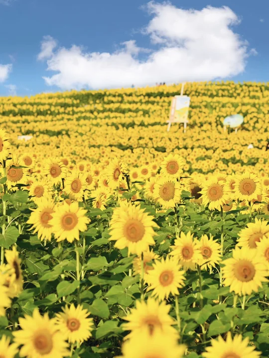 金秋花田带来出片震撼🌻10.2温榆河向日葵