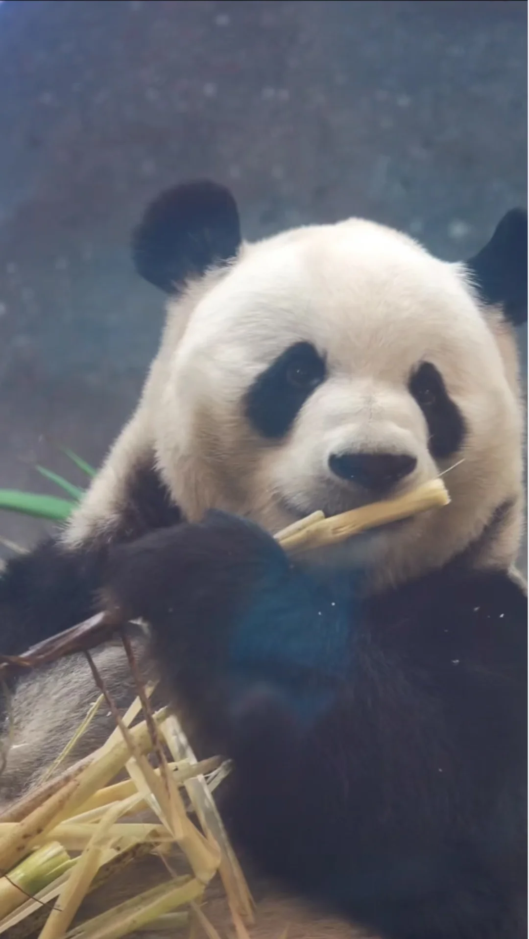 多吃点哟，早点恢复胖胖