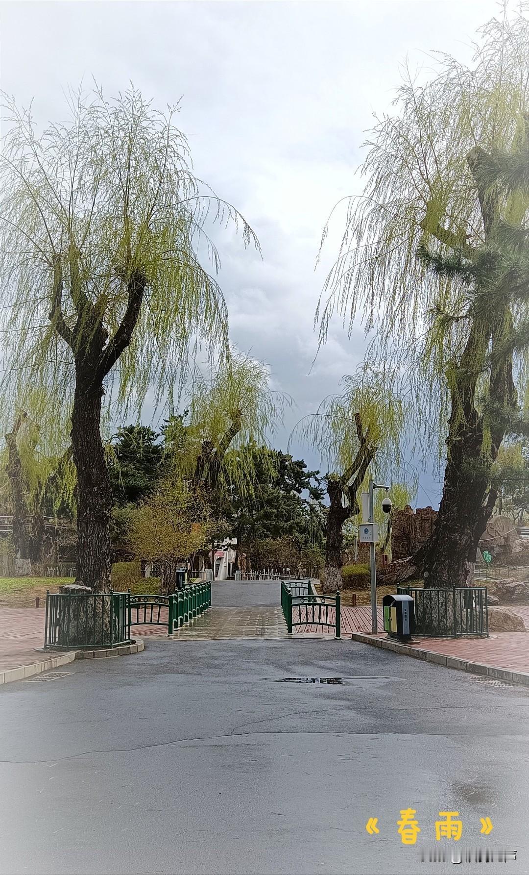 上联：一帘春雨梨花廋，
下联，几许和风柳叶新。