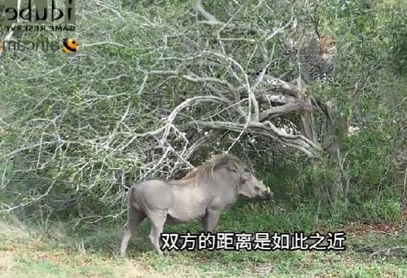 日本，狡猾的疣猪！

        统一过程中，必须好好地修理日本，不然，两岸