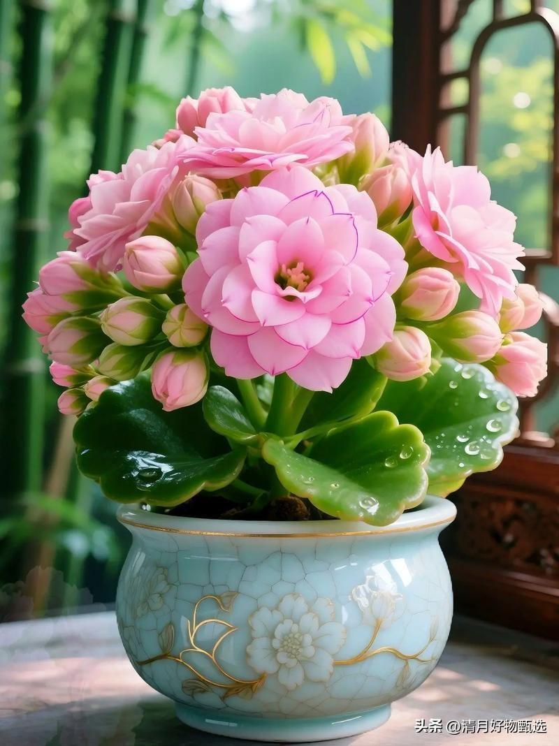 长寿花，又称“长寿锦”或“长寿花仙人掌”，是一种多肉植物，因其花期长、花色鲜艳且