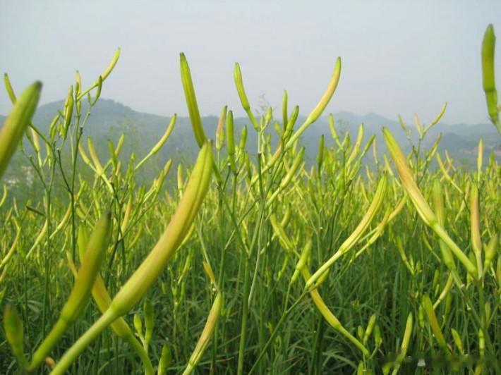 #这个问题吃什么##吃出好代谢##吃出好肠胃# 【这样的蔬菜可能有毒，千万别吃！