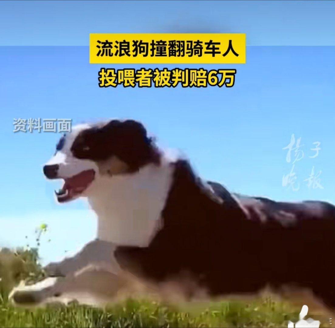 流浪狗撞翻骑车人投喂者被判赔6万  捕杀流浪狗  爱狗人士全在仗义执言，算了别在