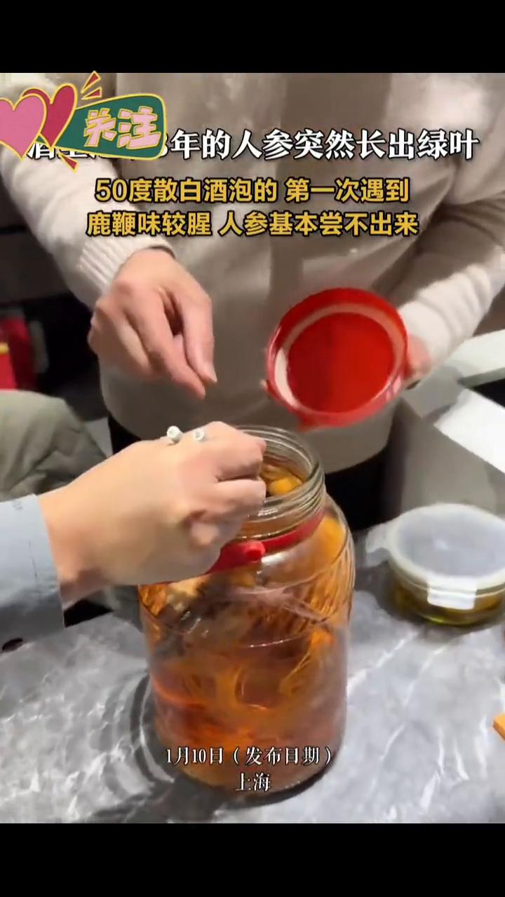 酒里泡了3年的人参突然长出绿叶，50度散白酒泡的第一次遇到，鹿鞭味较腥，人参基本