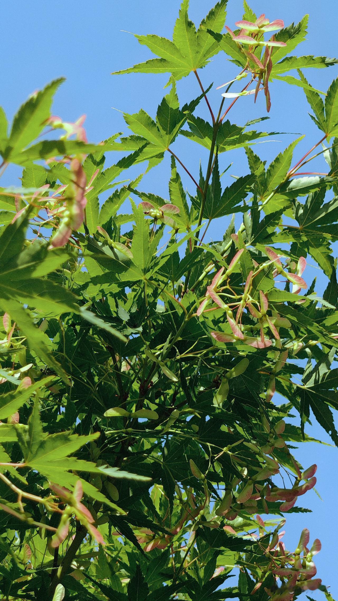 晒图笔记大赛结出果实的鸡爪槭（又名鸡爪枫）