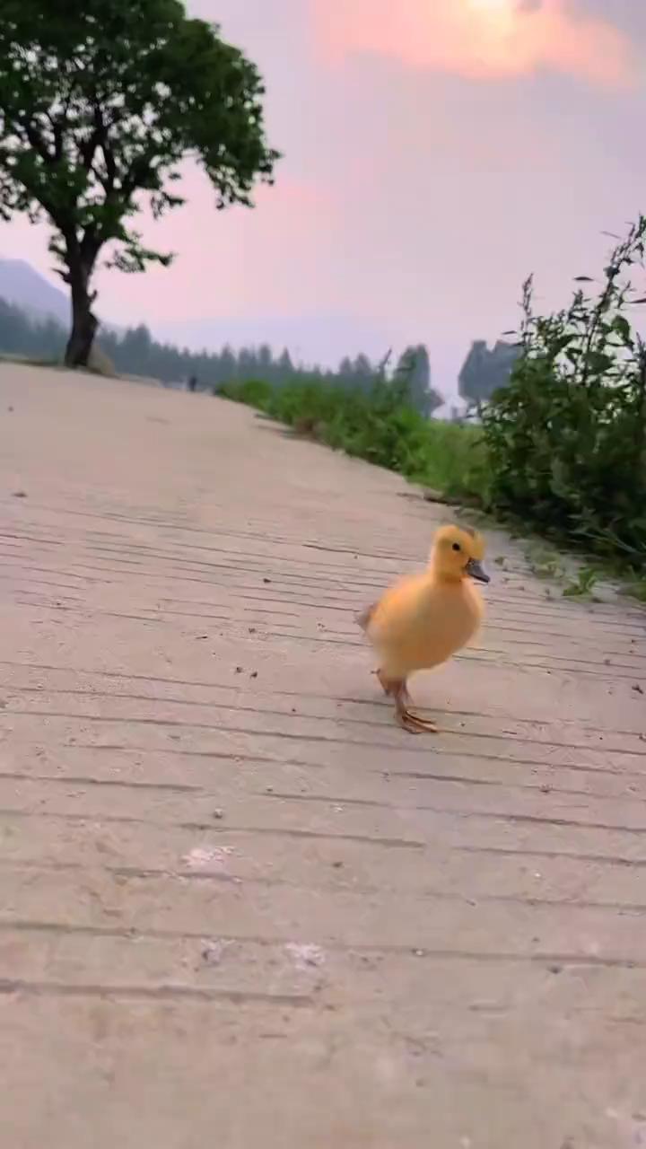 哔哔哔，哔哔哔哔。