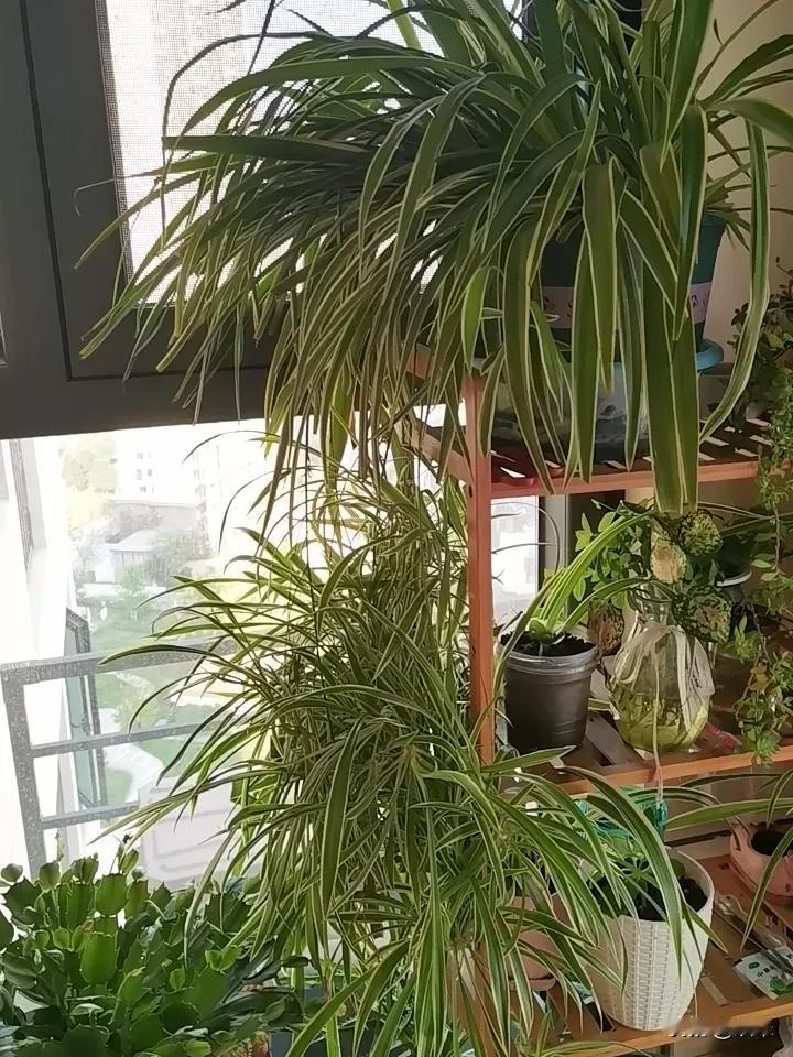 不知不觉的，
养点花养点绿植已经成了上班之余难得的休闲时光。
从一开始的沉迷于多